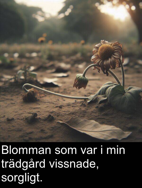 min: Blomman som var i min trädgård vissnade, sorgligt.