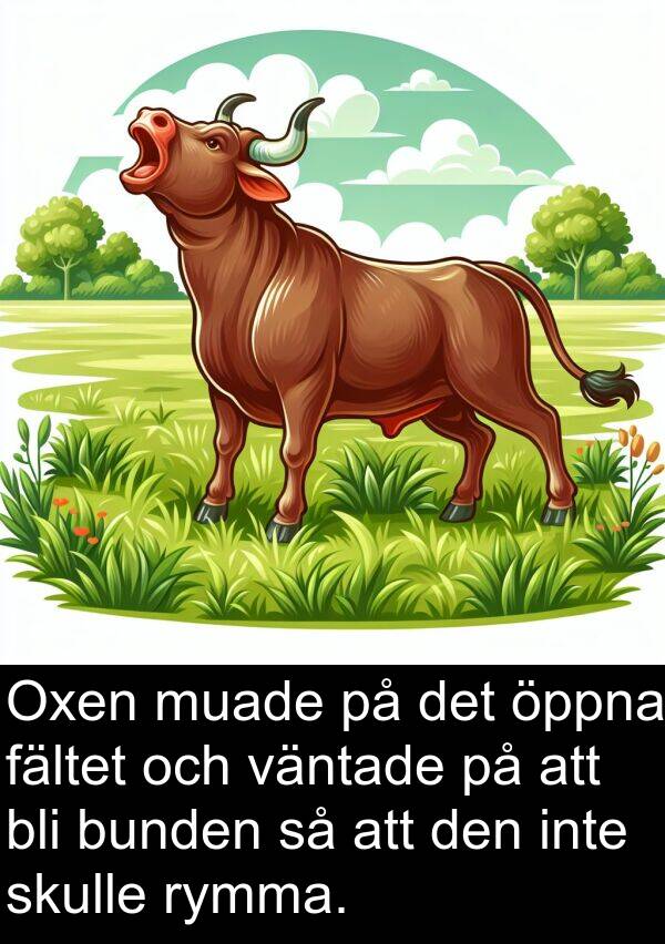 öppna: Oxen muade på det öppna fältet och väntade på att bli bunden så att den inte skulle rymma.