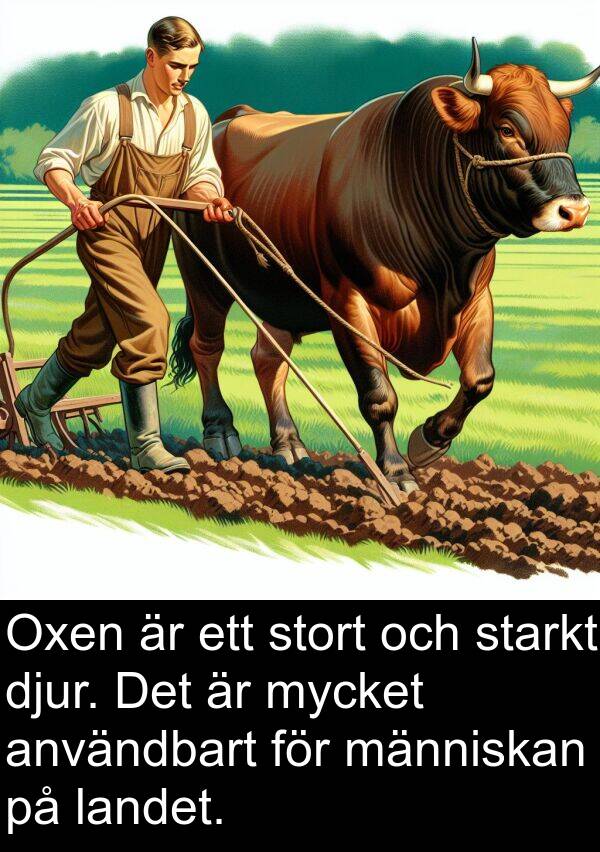 landet: Oxen är ett stort och starkt djur. Det är mycket användbart för människan på landet.