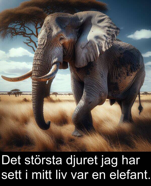 elefant: Det största djuret jag har sett i mitt liv var en elefant.