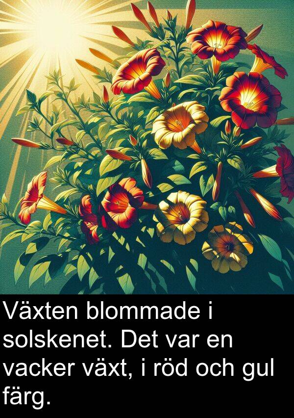 vacker: Växten blommade i solskenet. Det var en vacker växt, i röd och gul färg.