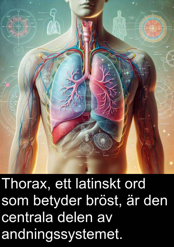 centrala: Thorax, ett latinskt ord som betyder bröst, är den centrala delen av andningssystemet.