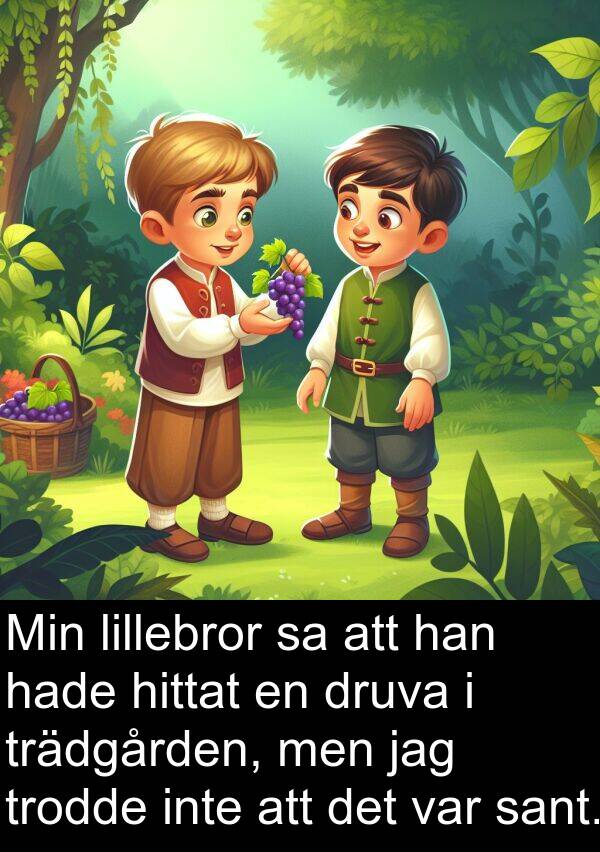 sant: Min lillebror sa att han hade hittat en druva i trädgården, men jag trodde inte att det var sant.