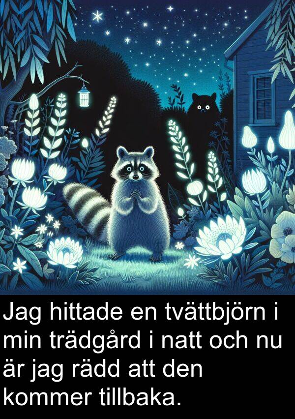 rädd: Jag hittade en tvättbjörn i min trädgård i natt och nu är jag rädd att den kommer tillbaka.