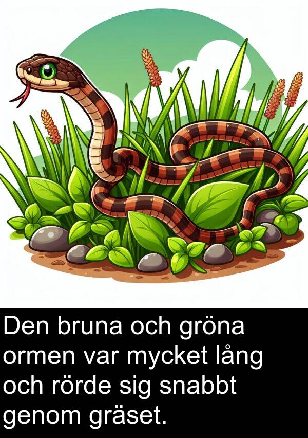 lång: Den bruna och gröna ormen var mycket lång och rörde sig snabbt genom gräset.