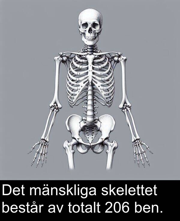 skelettet: Det mänskliga skelettet består av totalt 206 ben.