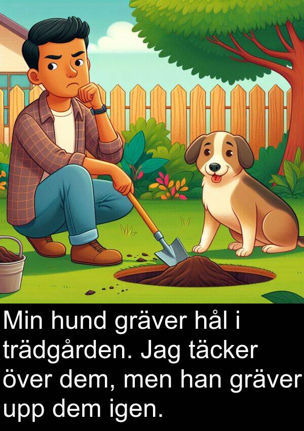 täcker: Min hund gräver hål i trädgården. Jag täcker över dem, men han gräver upp dem igen.