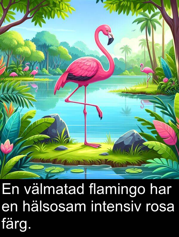 hälsosam: En välmatad flamingo har en hälsosam intensiv rosa färg.