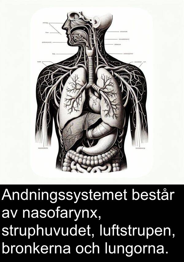 nasofarynx: Andningssystemet består av nasofarynx, struphuvudet, luftstrupen, bronkerna och lungorna.