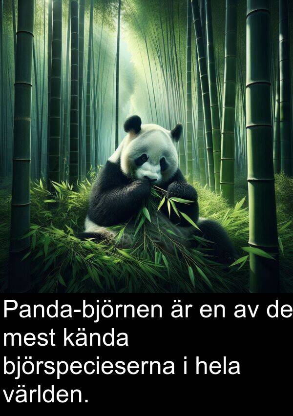 kända: Panda-björnen är en av de mest kända björspecieserna i hela världen.