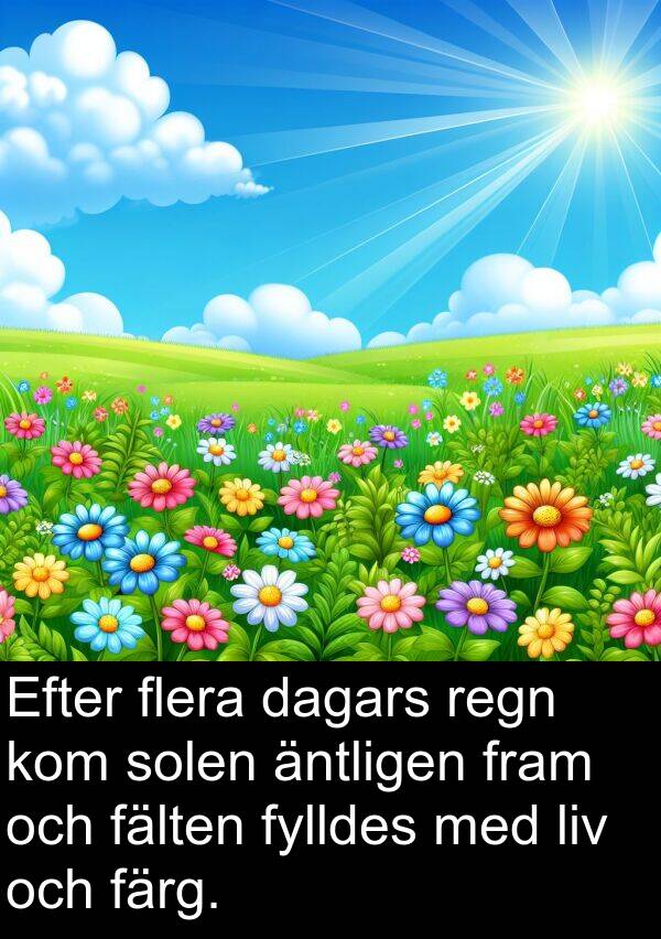 äntligen: Efter flera dagars regn kom solen äntligen fram och fälten fylldes med liv och färg.