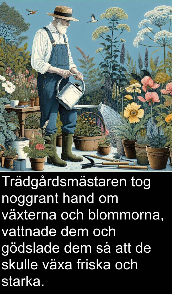 hand: Trädgårdsmästaren tog noggrant hand om växterna och blommorna, vattnade dem och gödslade dem så att de skulle växa friska och starka.