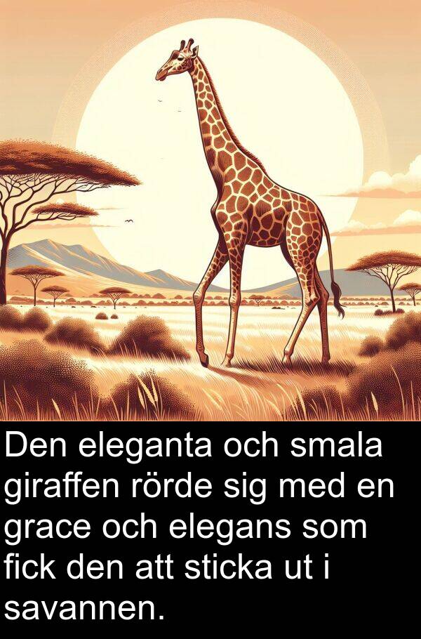 eleganta: Den eleganta och smala giraffen rörde sig med en grace och elegans som fick den att sticka ut i savannen.