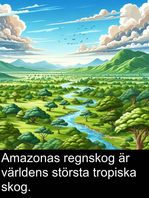 största: Amazonas regnskog är världens största tropiska skog.