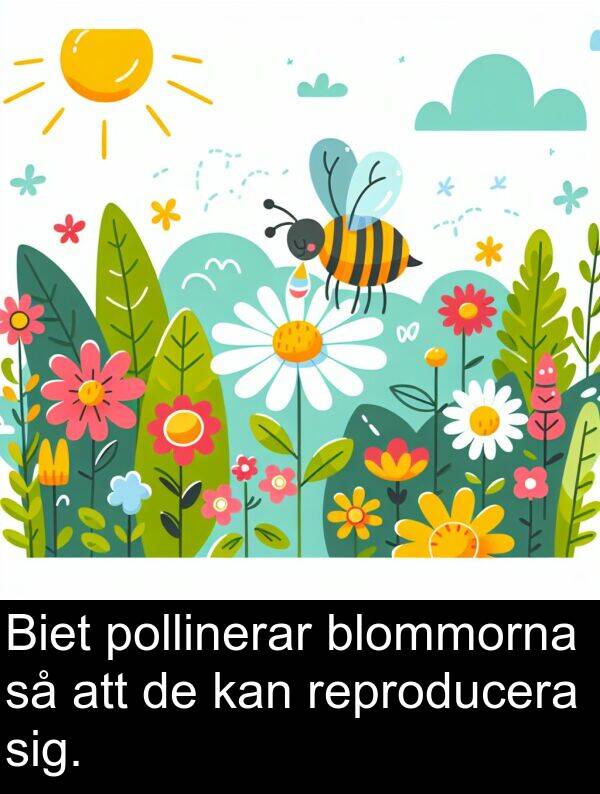 kan: Biet pollinerar blommorna så att de kan reproducera sig.