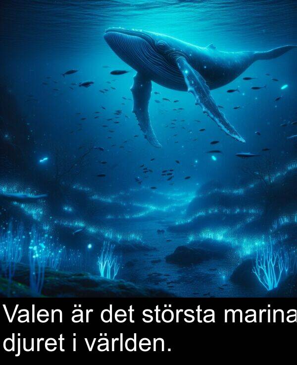 marina: Valen är det största marina djuret i världen.