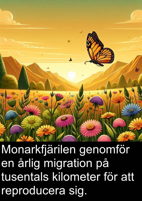 genomför: Monarkfjärilen genomför en årlig migration på tusentals kilometer för att reproducera sig.