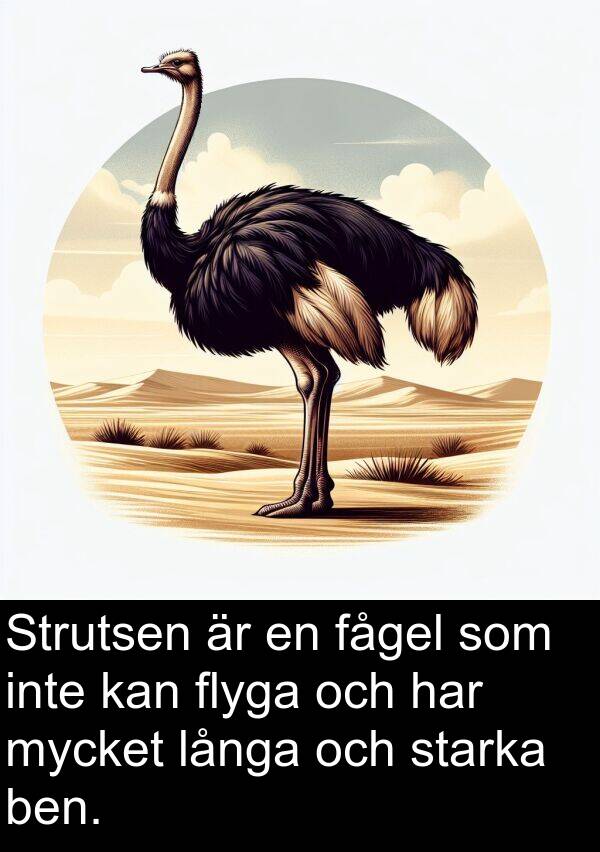 långa: Strutsen är en fågel som inte kan flyga och har mycket långa och starka ben.