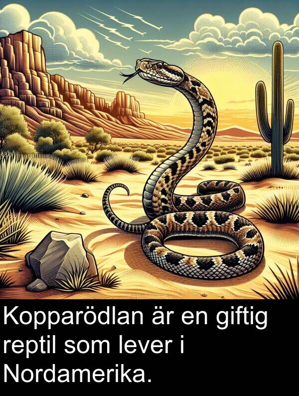 giftig: Kopparödlan är en giftig reptil som lever i Nordamerika.