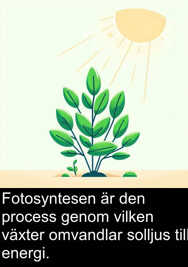 omvandlar: Fotosyntesen är den process genom vilken växter omvandlar solljus till energi.