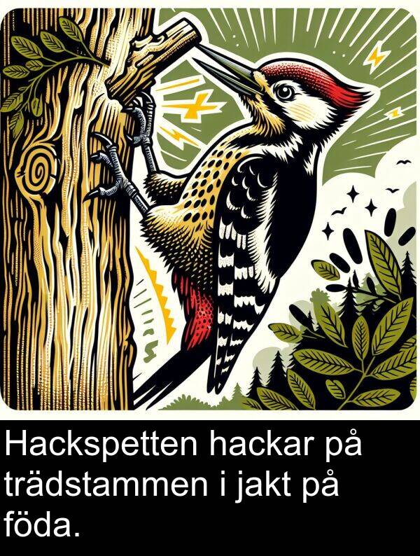 hackar: Hackspetten hackar på trädstammen i jakt på föda.