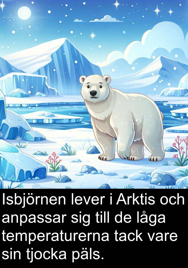 temperaturerna: Isbjörnen lever i Arktis och anpassar sig till de låga temperaturerna tack vare sin tjocka päls.