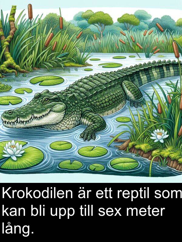 lång: Krokodilen är ett reptil som kan bli upp till sex meter lång.