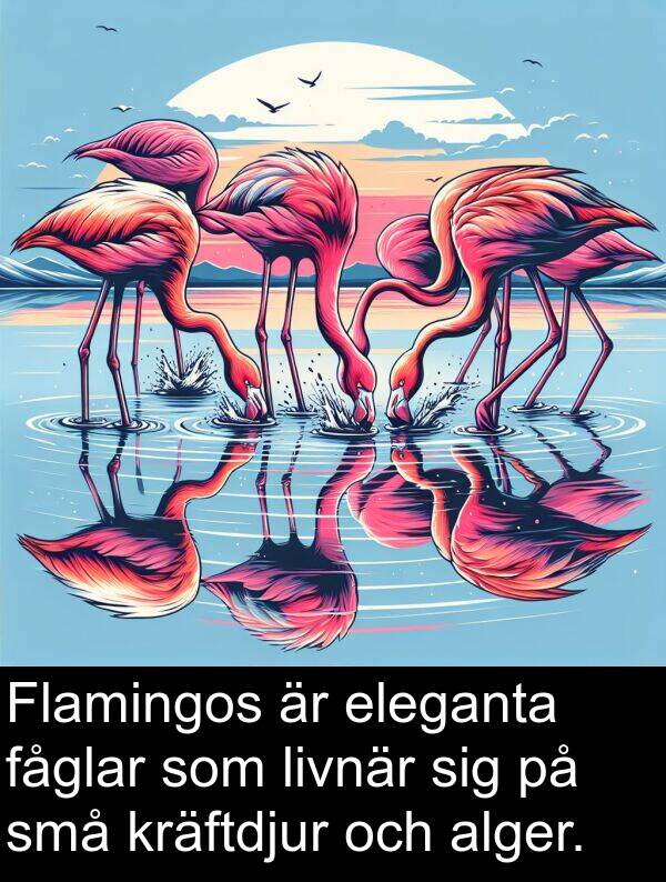 fåglar: Flamingos är eleganta fåglar som livnär sig på små kräftdjur och alger.