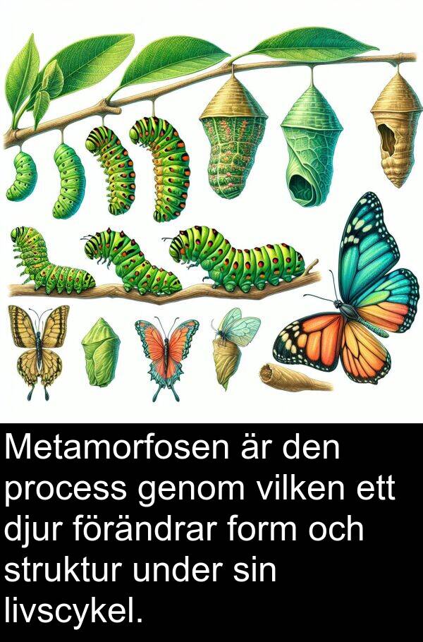 djur: Metamorfosen är den process genom vilken ett djur förändrar form och struktur under sin livscykel.