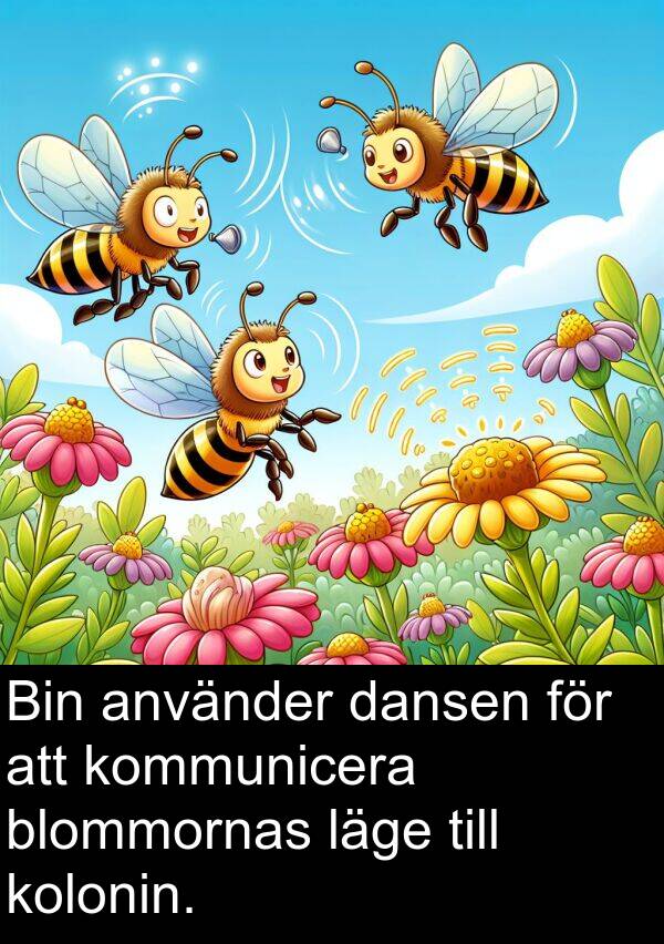 läge: Bin använder dansen för att kommunicera blommornas läge till kolonin.