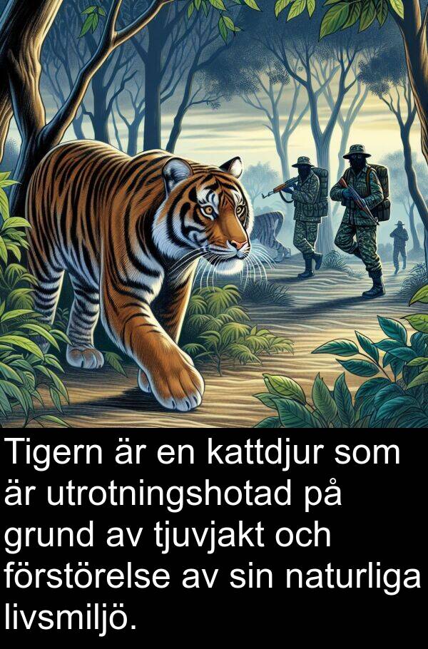 naturliga: Tigern är en kattdjur som är utrotningshotad på grund av tjuvjakt och förstörelse av sin naturliga livsmiljö.