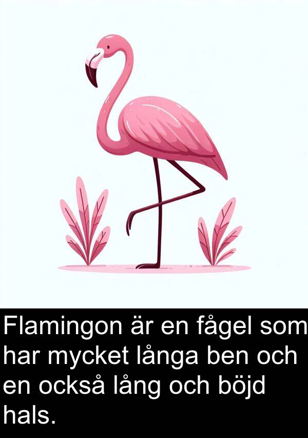 långa: Flamingon är en fågel som har mycket långa ben och en också lång och böjd hals.