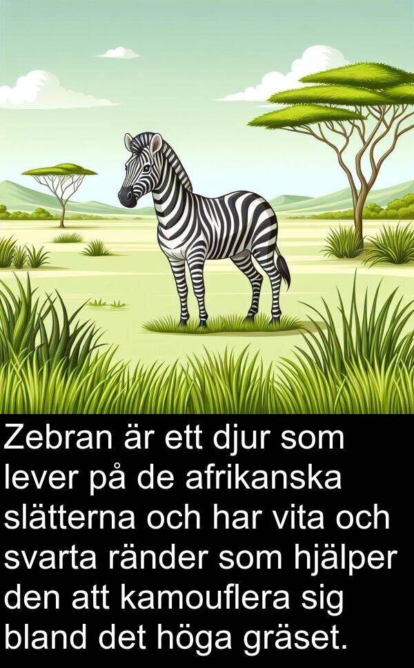 afrikanska: Zebran är ett djur som lever på de afrikanska slätterna och har vita och svarta ränder som hjälper den att kamouflera sig bland det höga gräset.