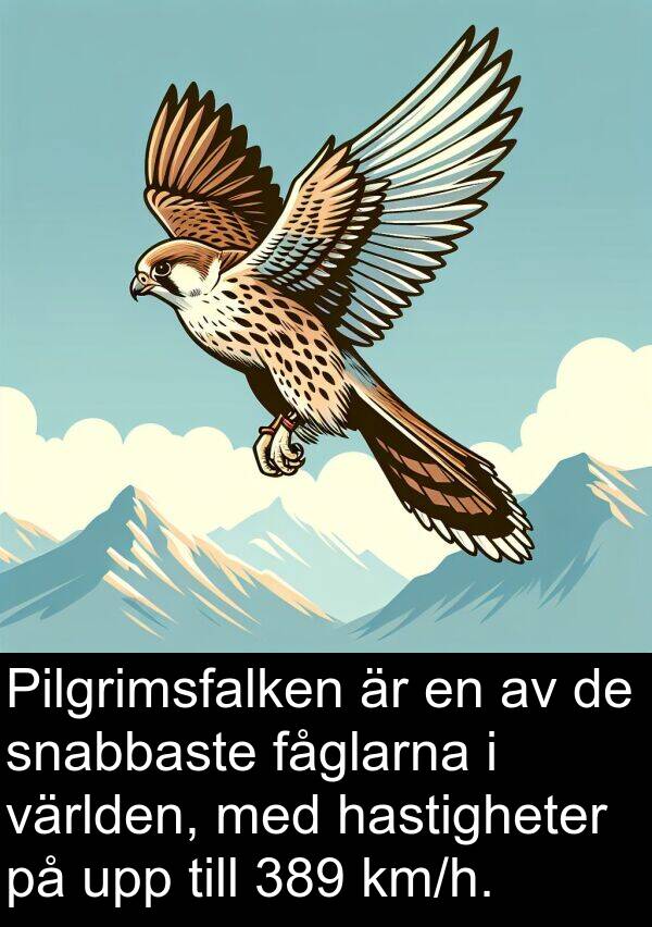 fåglarna: Pilgrimsfalken är en av de snabbaste fåglarna i världen, med hastigheter på upp till 389 km/h.