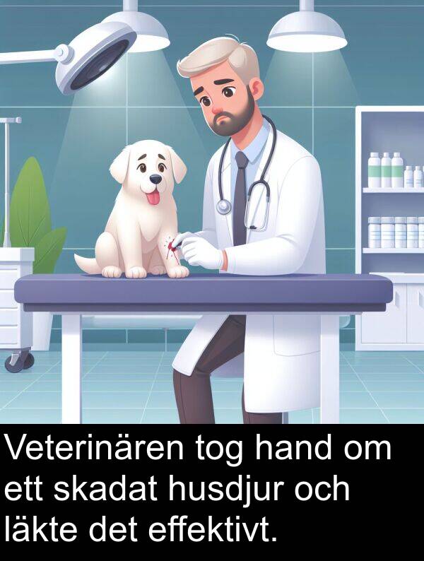 läkte: Veterinären tog hand om ett skadat husdjur och läkte det effektivt.