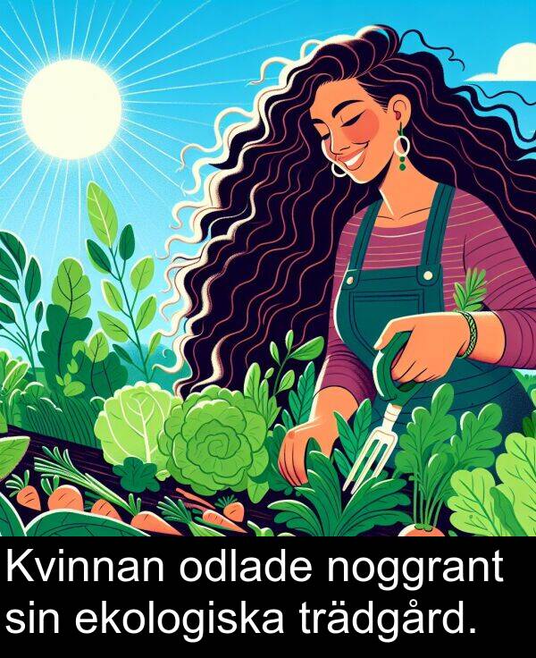 ekologiska: Kvinnan odlade noggrant sin ekologiska trädgård.