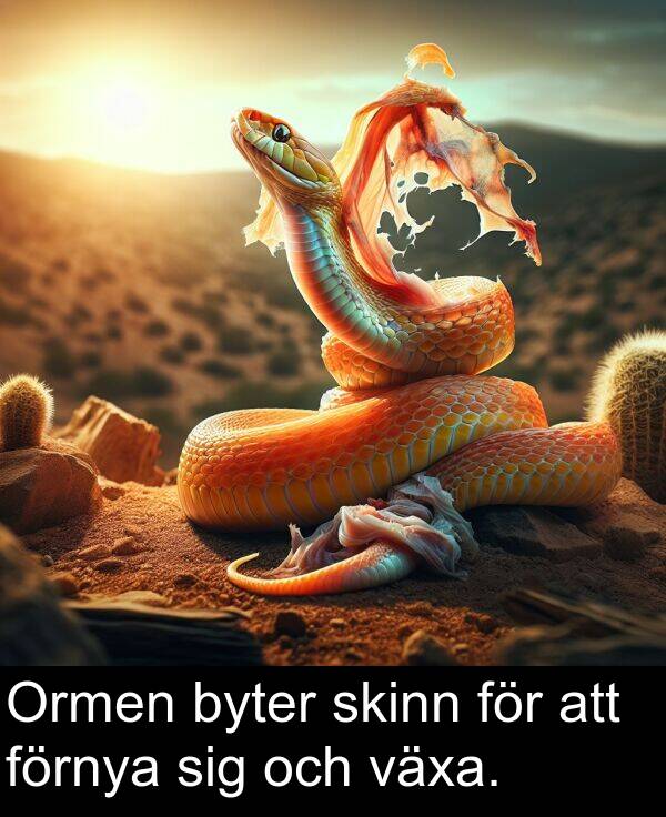 förnya: Ormen byter skinn för att förnya sig och växa.