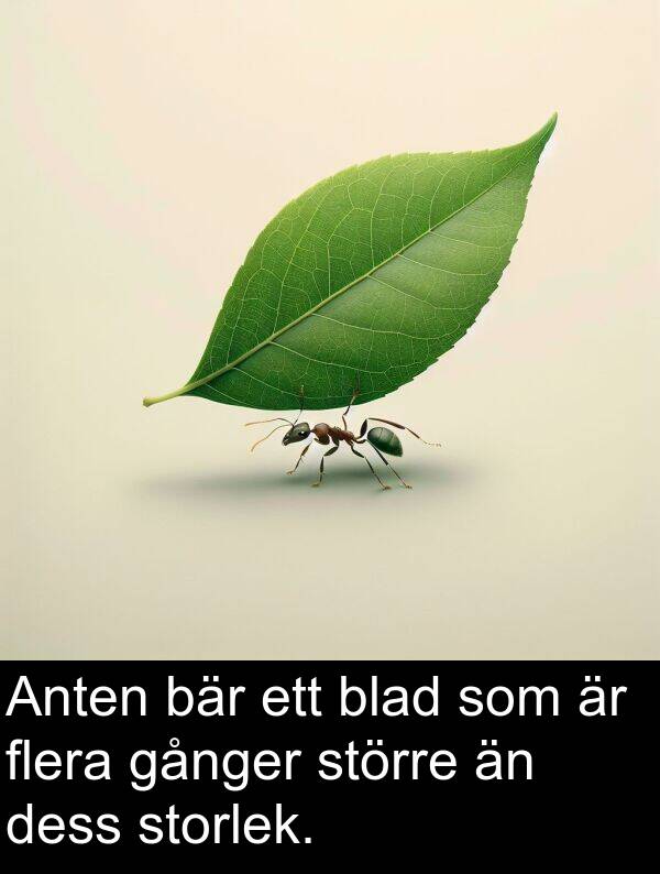 bär: Anten bär ett blad som är flera gånger större än dess storlek.