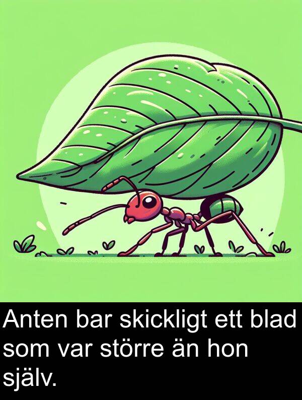 bar: Anten bar skickligt ett blad som var större än hon själv.