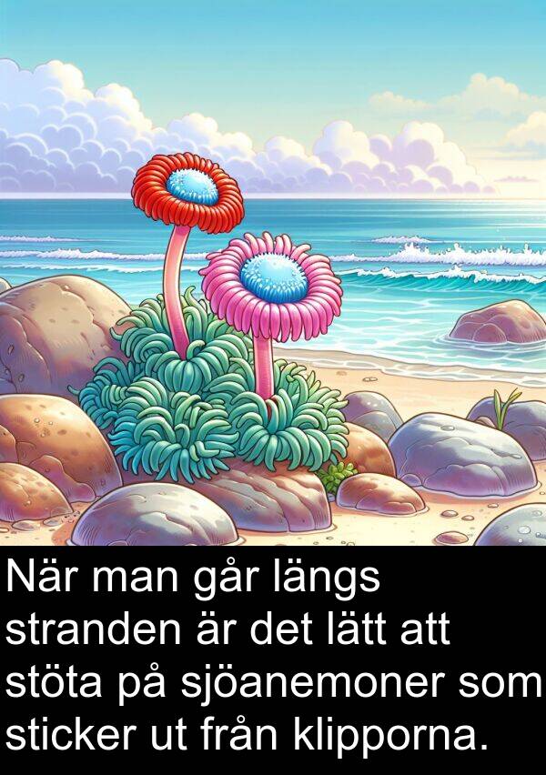 går: När man går längs stranden är det lätt att stöta på sjöanemoner som sticker ut från klipporna.