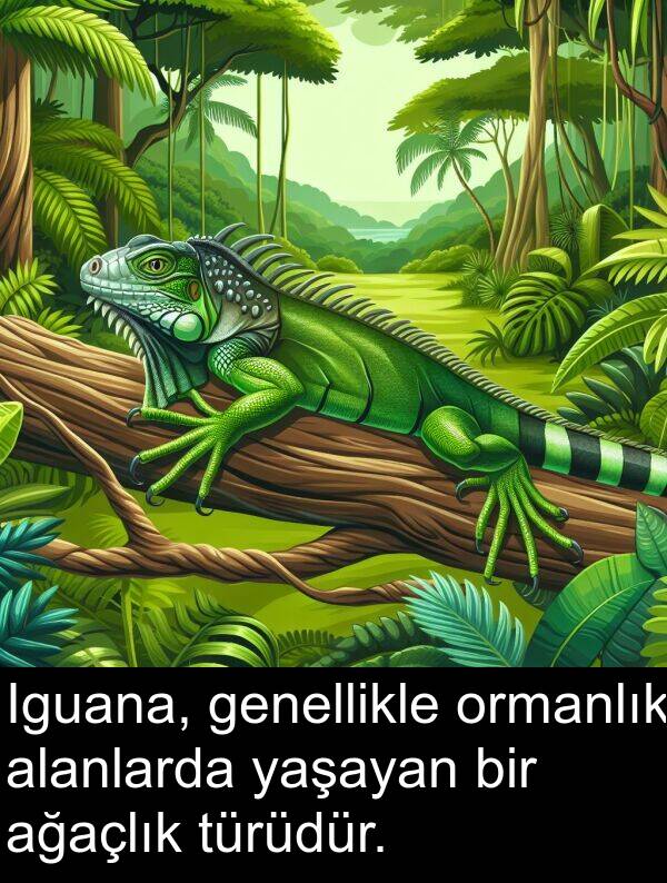 ağaçlık: Iguana, genellikle ormanlık alanlarda yaşayan bir ağaçlık türüdür.