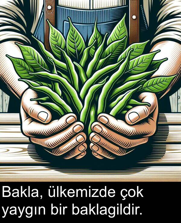 baklagildir: Bakla, ülkemizde çok yaygın bir baklagildir.