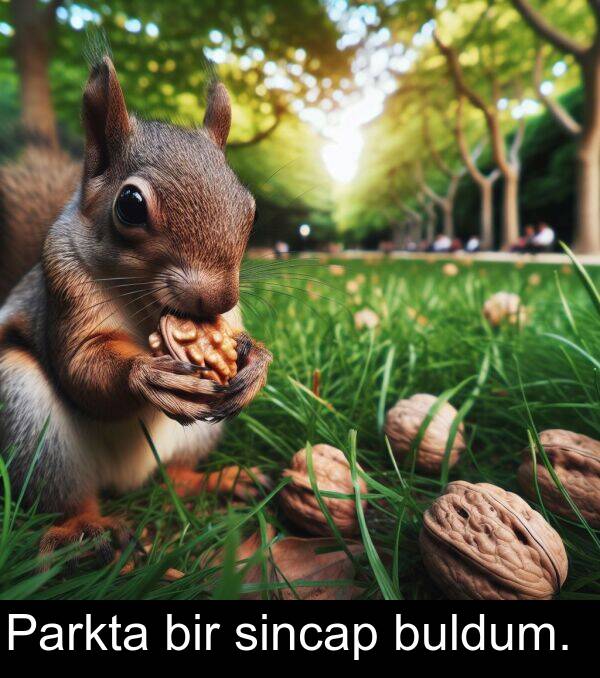 bir: Parkta bir sincap buldum.