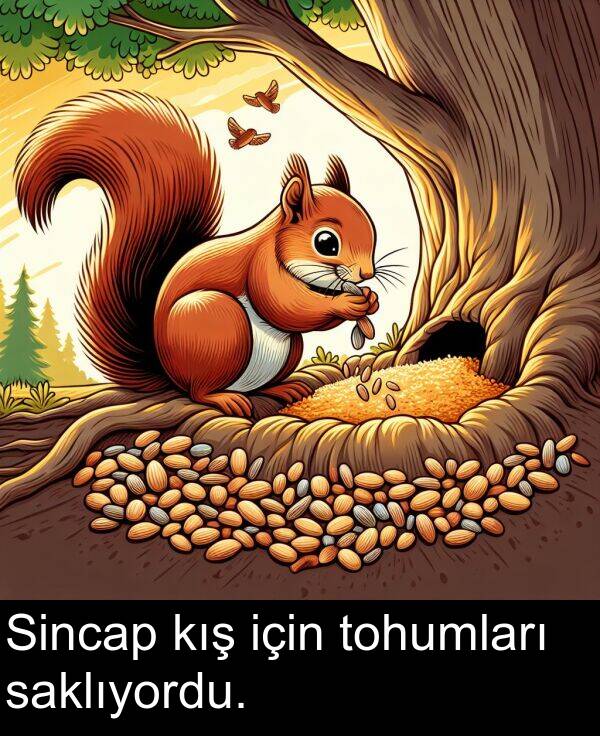 saklıyordu: Sincap kış için tohumları saklıyordu.