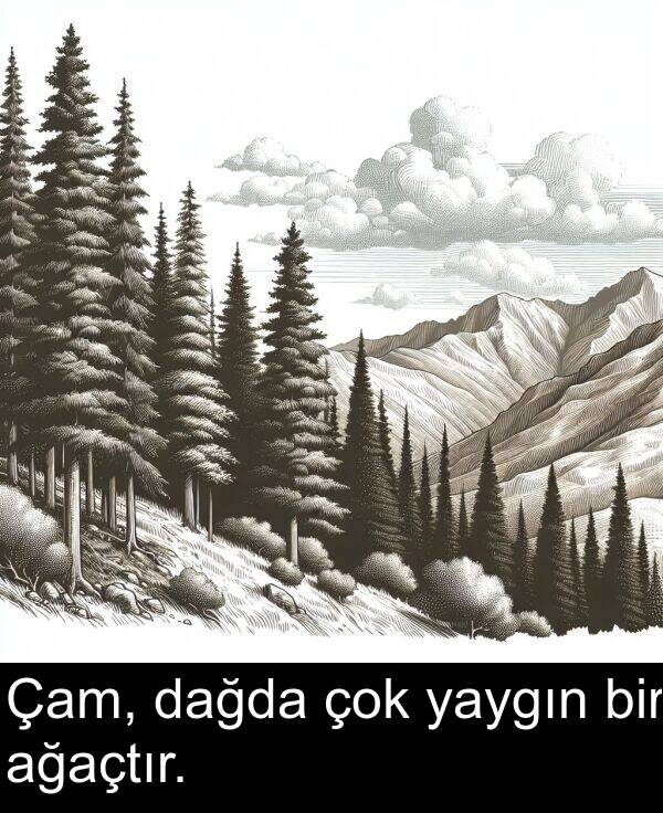 dağda: Çam, dağda çok yaygın bir ağaçtır.