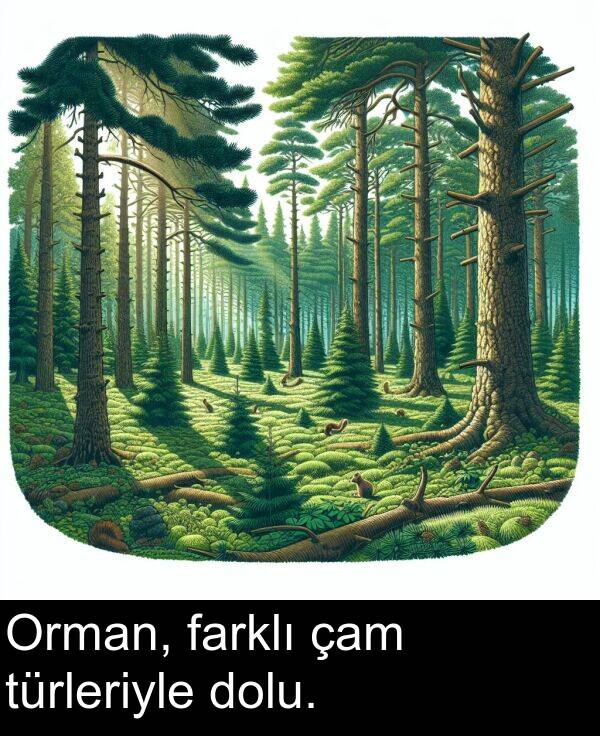 farklı: Orman, farklı çam türleriyle dolu.