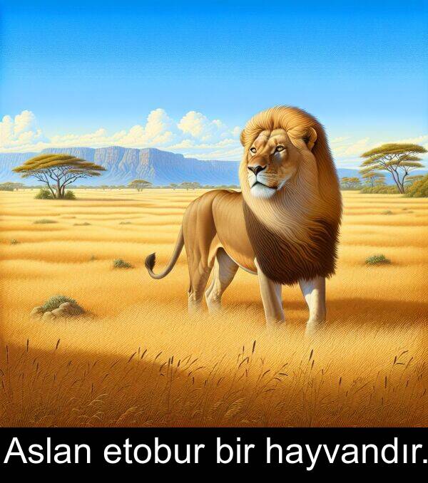 hayvandır: Aslan etobur bir hayvandır.