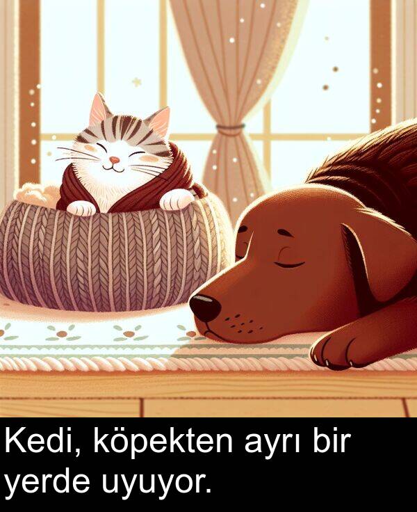 uyuyor: Kedi, köpekten ayrı bir yerde uyuyor.