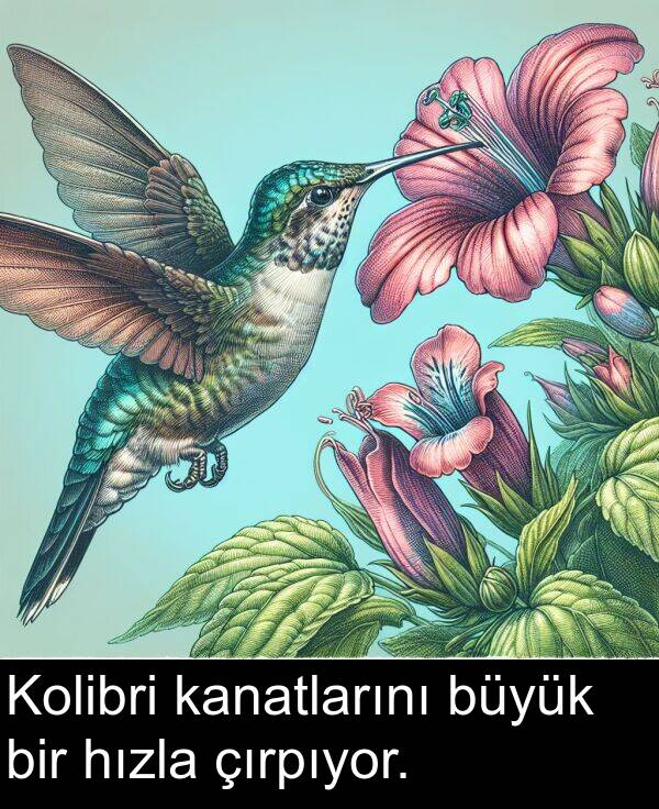 çırpıyor: Kolibri kanatlarını büyük bir hızla çırpıyor.