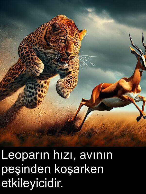 peşinden: Leoparın hızı, avının peşinden koşarken etkileyicidir.